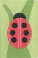 NIV-Bible-Bug-Collection-Ladybug